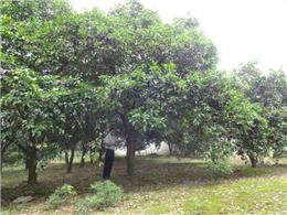25-30公分大香泡树